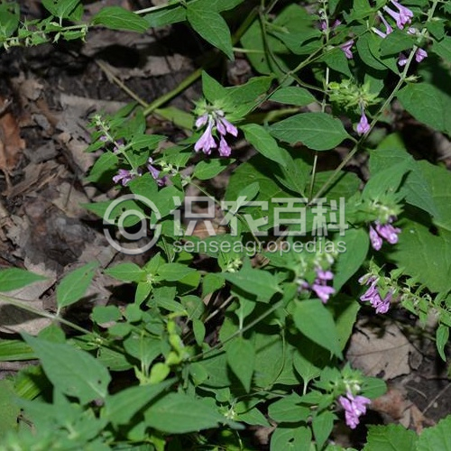 柑橘黄叶症状示例2