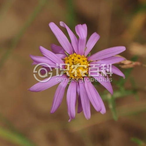 柑橘黄叶症状示例4