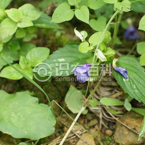 柑橘黄叶症状示例2