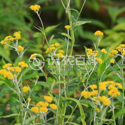 柑橘黄叶症状示例1