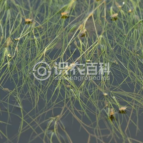 柑橘黄叶症状示例2