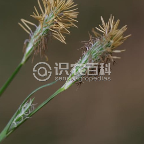 柑橘黄叶症状示例1