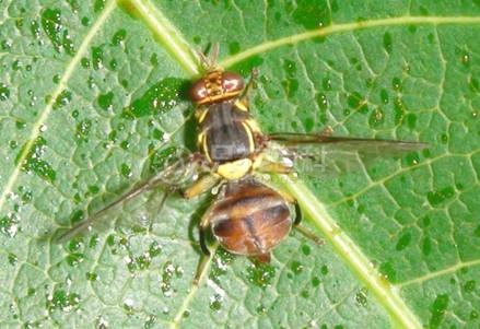 柑橘黄叶症状示例2