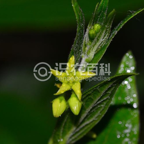 柑橘黄叶症状示例3