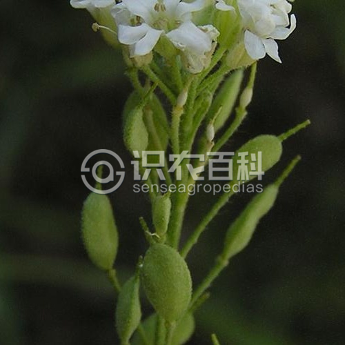 柑橘黄叶症状示例2