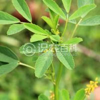 柑橘黄叶症状示例0