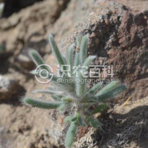 柑橘黄叶症状示例2