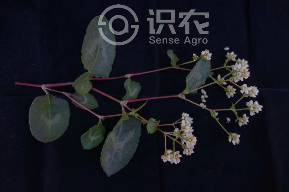 柑橘黄叶症状示例2