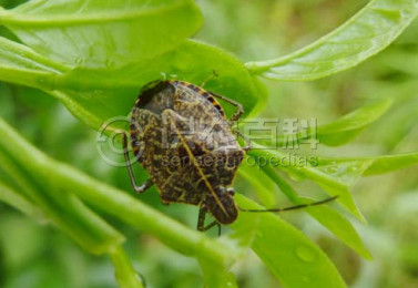 柑橘黄叶症状示例1