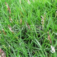 柑橘黄叶症状示例0