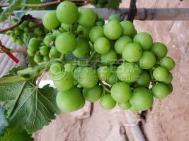 柑橘黄叶症状示例0