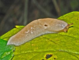 柑橘黄叶症状示例0