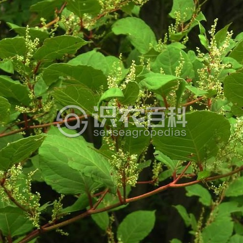 柑橘黄叶症状示例2
