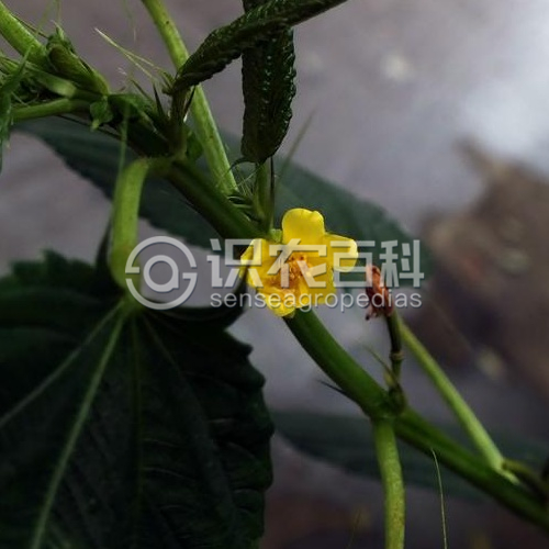 柑橘黄叶症状示例1