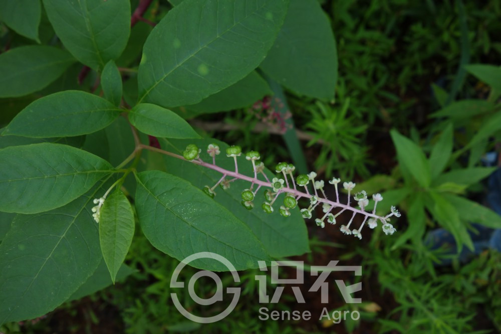 柑橘黄叶症状示例3