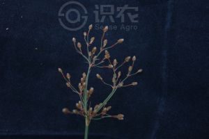 柑橘黄叶症状示例0