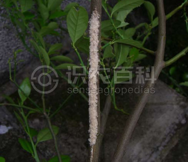 a