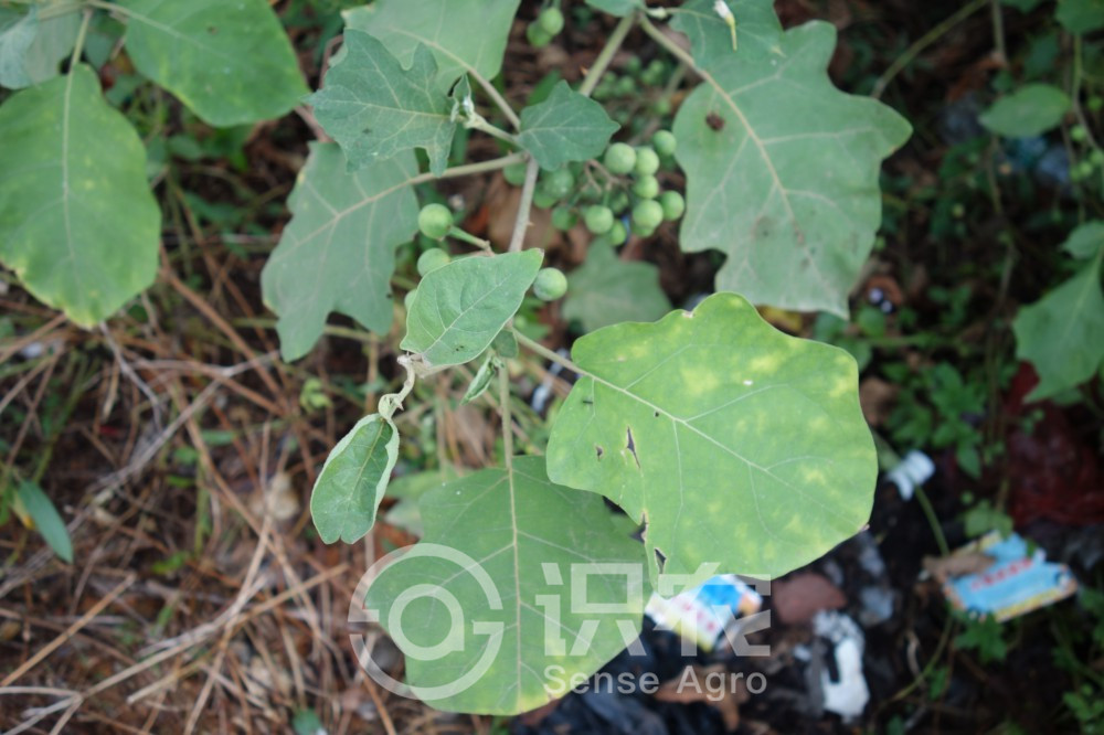 柑橘黄叶症状示例2