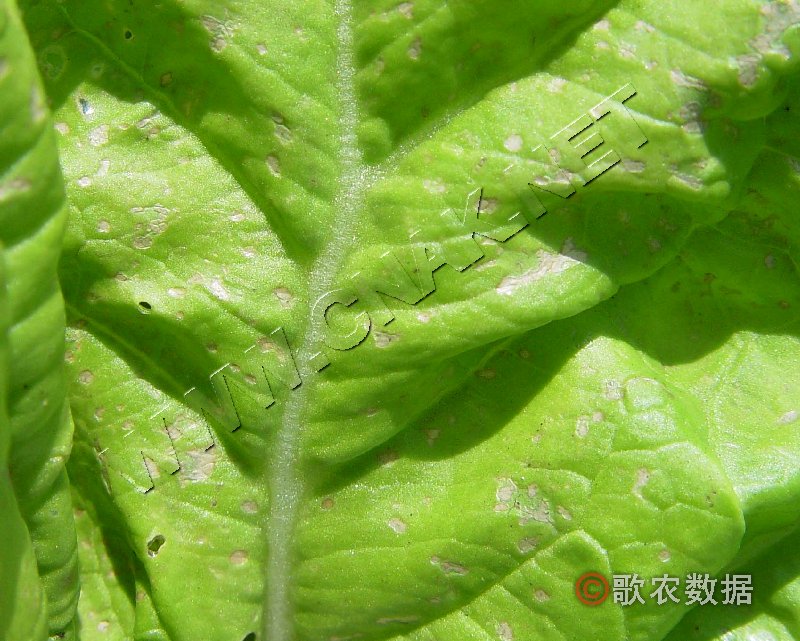 柑橘黄叶症状示例0