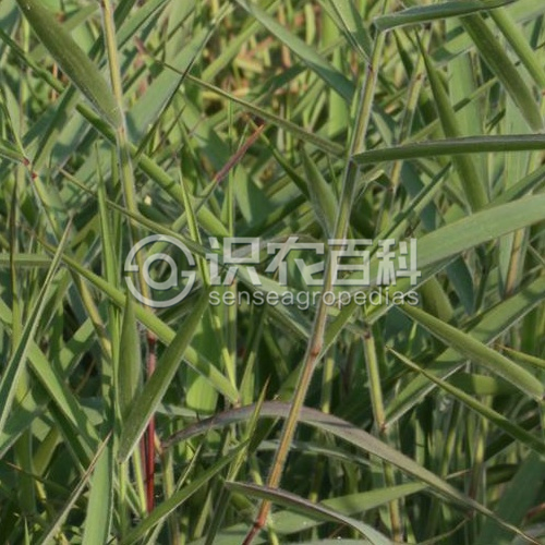 柑橘黄叶症状示例1