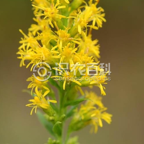 柑橘黄叶症状示例4