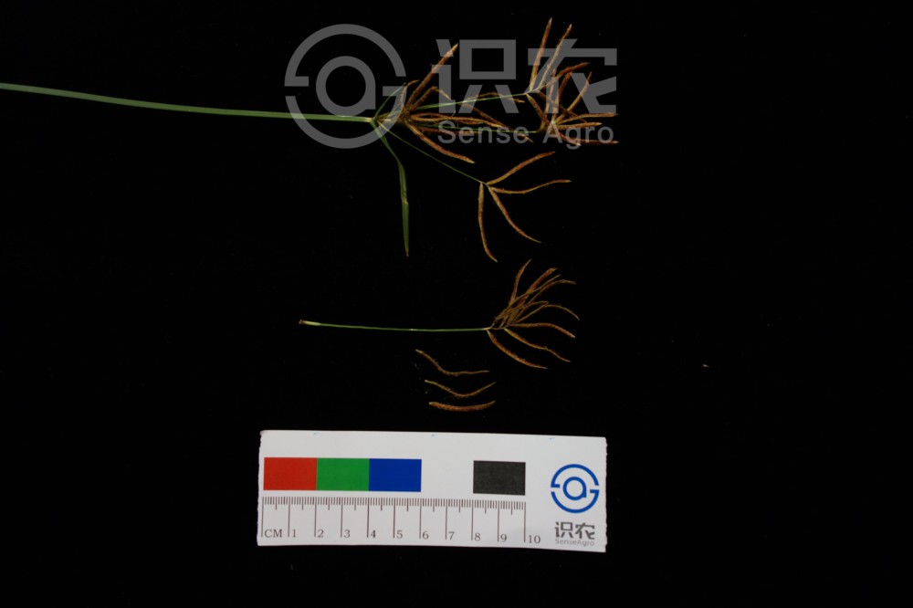 柑橘黄叶症状示例2