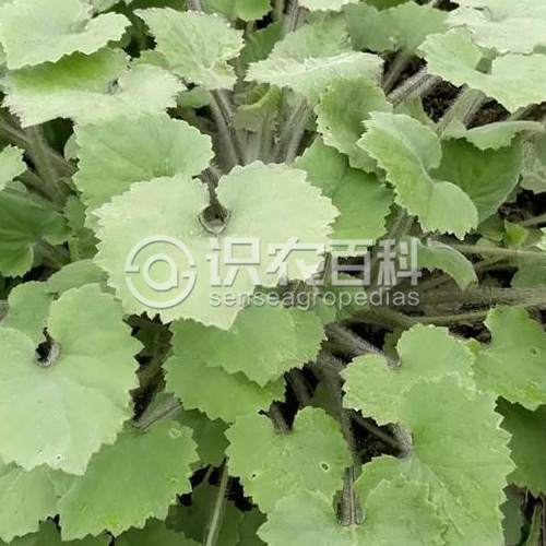 柑橘黄叶症状示例2