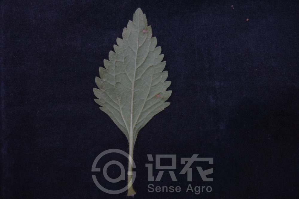 柑橘黄叶症状示例6