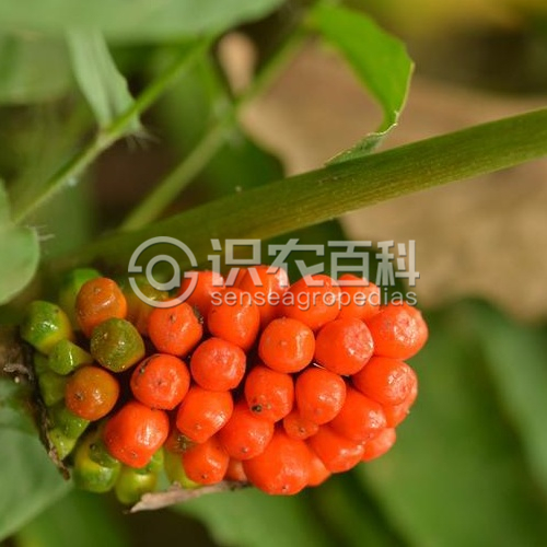 柑橘黄叶症状示例1