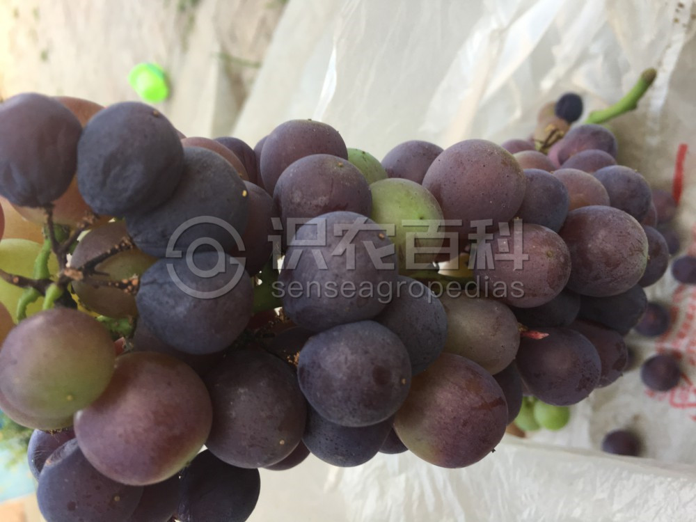 柑橘黄叶症状示例2