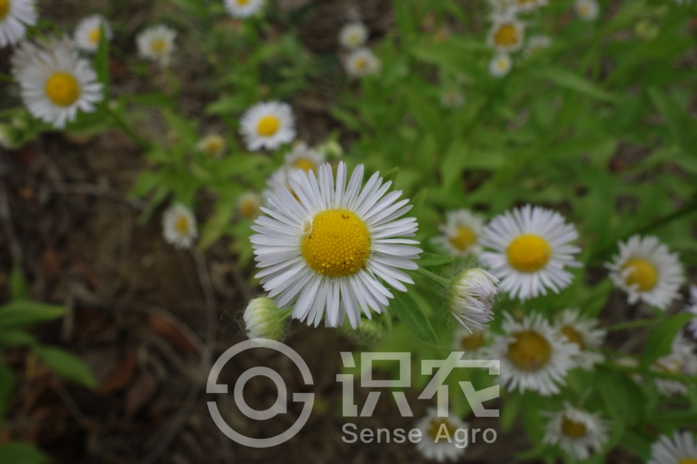 柑橘黄叶症状示例2