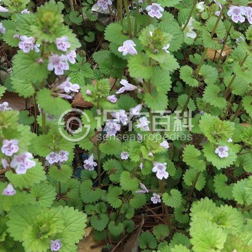 柑橘黄叶症状示例2