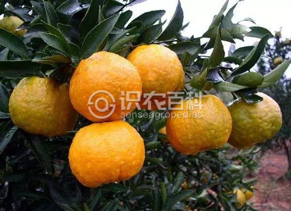 柑橘黄叶症状示例3