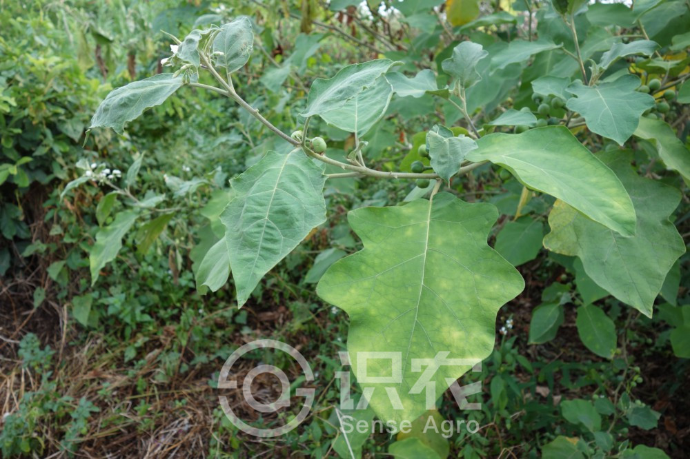柑橘黄叶症状示例1