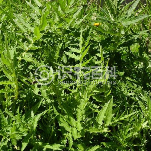 柑橘黄叶症状示例1