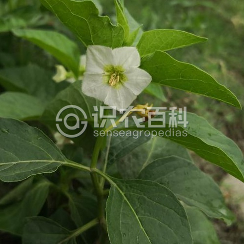 柑橘黄叶症状示例1