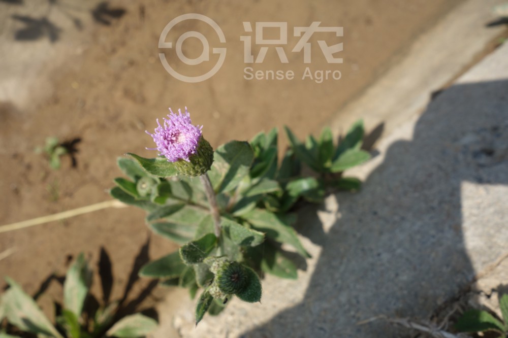 柑橘黄叶症状示例6