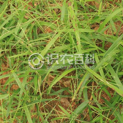 柑橘黄叶症状示例2