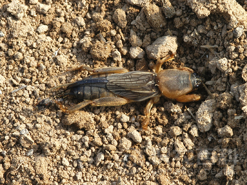 柑橘黄叶症状示例2
