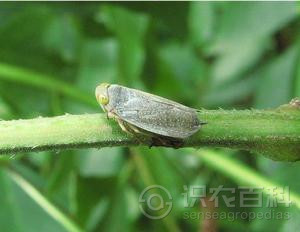 柑橘黄叶症状示例1