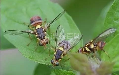 柑橘黄叶症状示例1