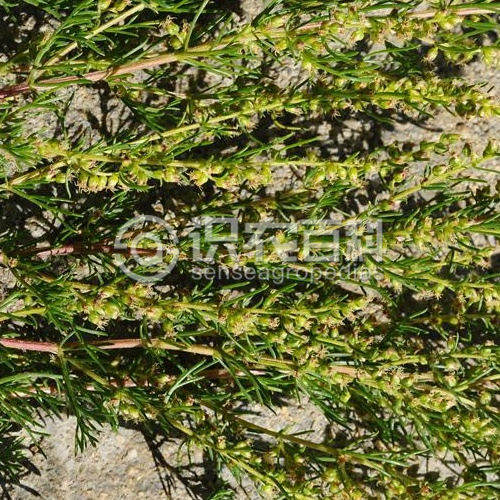 柑橘黄叶症状示例2