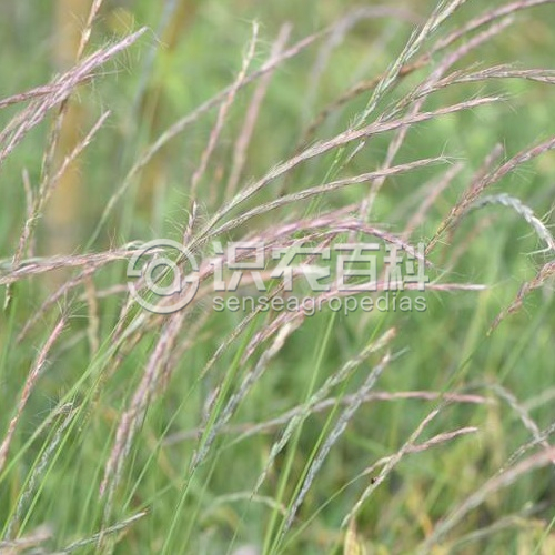柑橘黄叶症状示例1