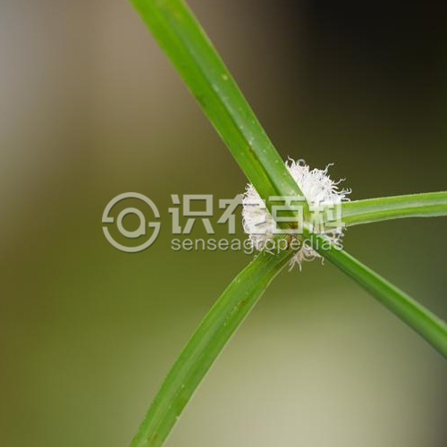 柑橘黄叶症状示例3