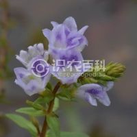 柑橘黄叶症状示例0