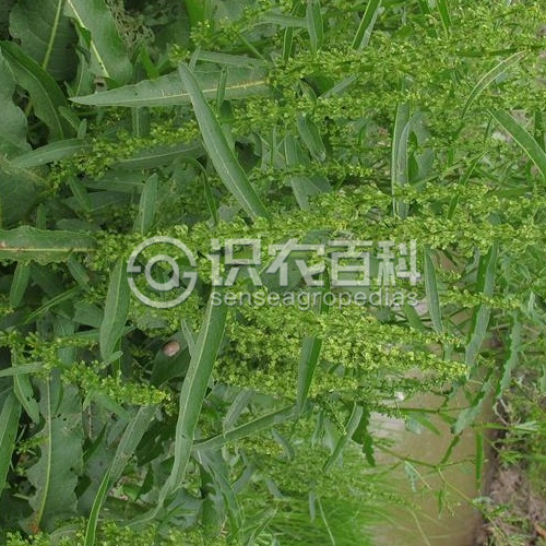 柑橘黄叶症状示例2