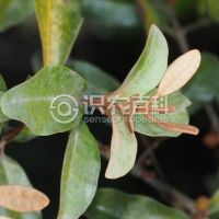 柑橘黄叶症状示例0