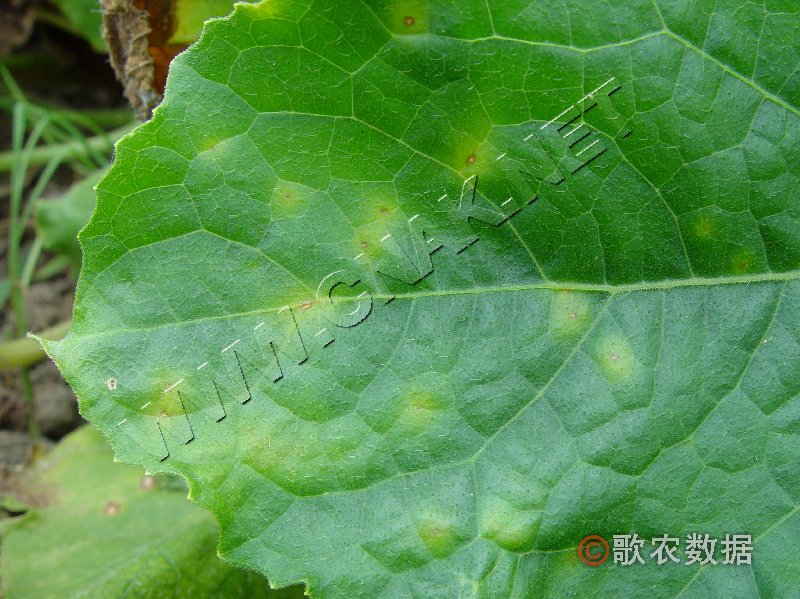 柑橘黄叶症状示例0