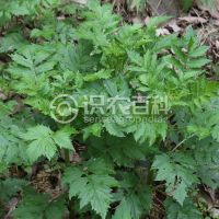 柑橘黄叶症状示例0