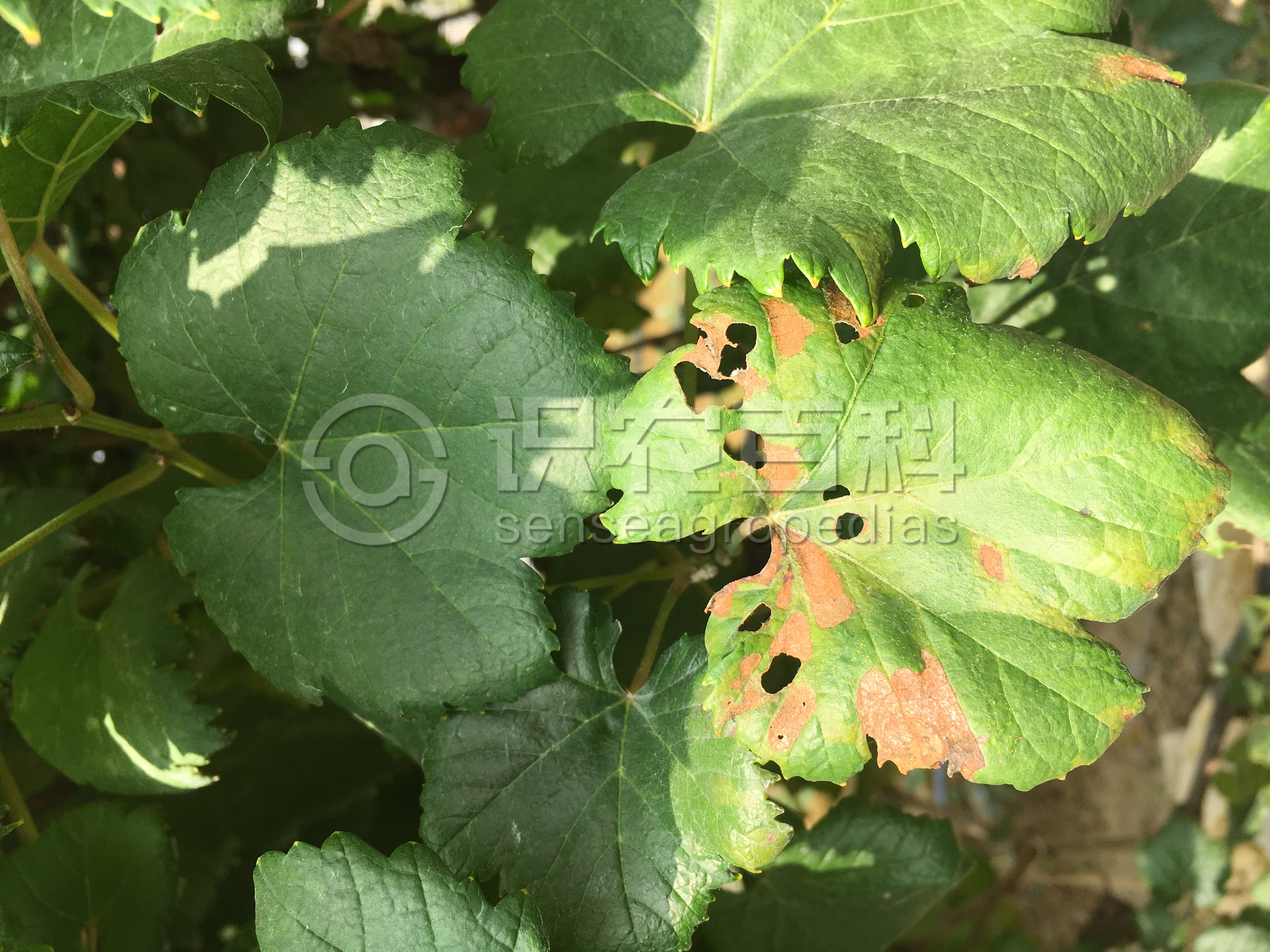 柑橘黄叶症状示例5
